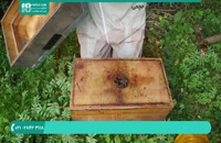 آموزش زنبورداری محصور کردن مکله قسمت 2