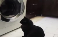 عشق بین گربه و ماشین لباسشویی