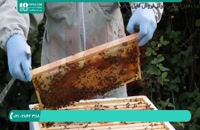 پرورش زنبور عسل | آشنایی با بیماری C.C.D یا سندرم کلنی زنبور عسل
