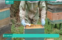دانلود رایگان فیلم آموزش زنبورداری.