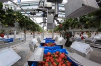 کشاورزی عالی توت فرنگی هیدروپونیک در گلخانه - فناوری مدرن شگفت انگیز کشاورزی