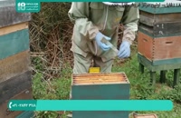 برپایی اولین کلونی زنبور عسل