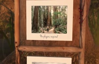 Photo gallery in an enchanted forest