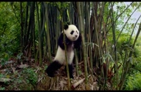 تریلر مستند پانداها Pandas