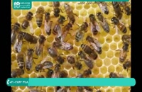 اصول پرورش زنبور عسل برای مبتدیان ( زبان فارسی )