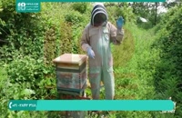 زنبورداری چیست ؟ | آشنایی با سیستم اجتماعی در کلنی زنبور عسل