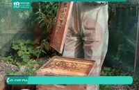 پرورش و نگهداری زنبورداری|مشکل لرزیدن زنبورها