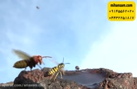 زنبور قرمز، بزرگترین زنبور جهان | سم قوی و تضمینی برای کشتن انواع زنبور
