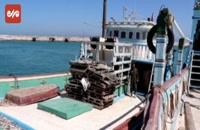 کشف محموله قاچاق «باله کوسه ماهی» در خلیج فارس