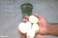 طرز تهیه کود آلی پوسته تخم مرغ برای گیاهان