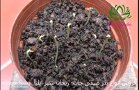 نحوه کاشت بذر هندوانه در خانه (آموزش کاشت هندوانه در گلدان)-  ریحان سبز ایلیا