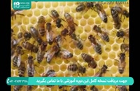 آموزش اصول راه اندازی پرورش زنبور عسل