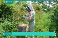 فیلم آموزش زنبورداری در ایران به روشن نوین - تعویض ملکه زنبورعسل
