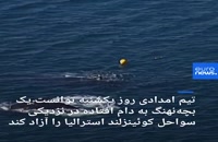 آزادسازی یک بچه نهنگ از تور کوسه‌گیری