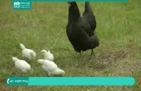 آموزش غلات مناسب برای پرورش مرغ تخمگذار
