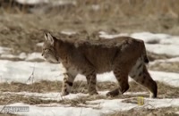 ویدیوی جالب از شکار موش توسط گربه های وحشی