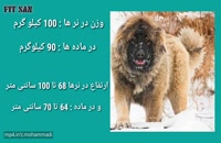 قدرت نبرد سگ قدرجونی و سگ قفقازی/سگ های نجات