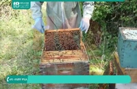 تولید عسل در زنبورداری نوین