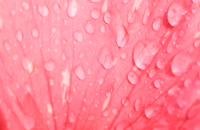 قطرات باران روی گل شکوفه