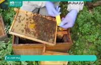 راه کسب درآمد از پرورش زنبور عسل و ژل رویال