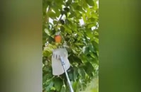 وسیله ای جالب برای چیدن میوه از درخت