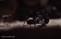 مستند حیات وحش - زندگی شگفت انگیز مورچه ها