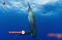 ویژگی‌های نهنگ عنبر