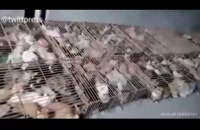 نجات ۷۰۰ گربه از سلاخی برای رستوران‌های چینی!