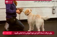 آموزش بهترین روش برای تربیت سگ خانگی