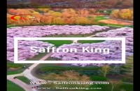 Saffron King Company in the Netherlands