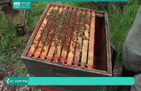 زنبورداری و مراحل پرورش زنبورعسل بطور کام