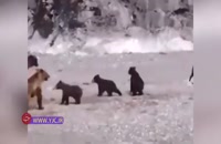 دفاع خرس از توله ‌هایش