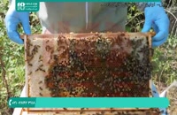 راه های شناخت ملکه جوان زنبور عسل در پرورش زنبور عسل