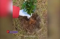 طریقه کاشت گیاه بدون نیاز به حفر چاله
