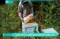 آموزش نصب تله گرده در کندو زنبور عسل