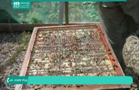 آموزش زنبورداری به صورت کامل _ 09130919448