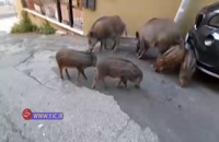 گرازهای گرسنه در رم