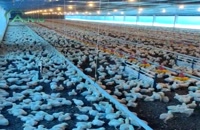مرغداری صنعتی  poultry , chicken
