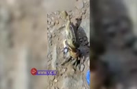 فیلمی عجیب از سیگار کشیدن یک خرچنگ