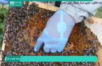 تشخیص بیماری کندو در زنبور عسل