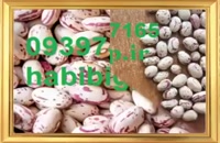 خرید لوبیا چیتی به صورت عمده ارزان 09397497165