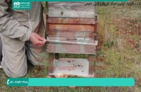 حصار و حفاظ برای کندو زنبور عسل