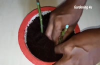 روش قلمه زدن گل رز