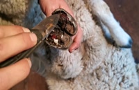درمان عفونت سم گوسفندان