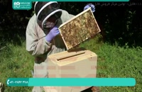 آموزش زنبورداری|پرورش زنبور عسل|تولید عسل(زنبور عسل و روحیه غارتگری)