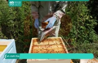آموزش مهارت های زنبورداری