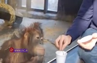 واکنش جالب میمون به شعبده بازی