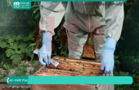 علائم بیماری فلج زنبوری در زنبورداری مردن
