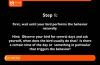 آموزش تربیت طوطی - حرف زدن طوطی