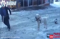 دفاع سگ از دوستش در برابر فردی که به او لگد میزند